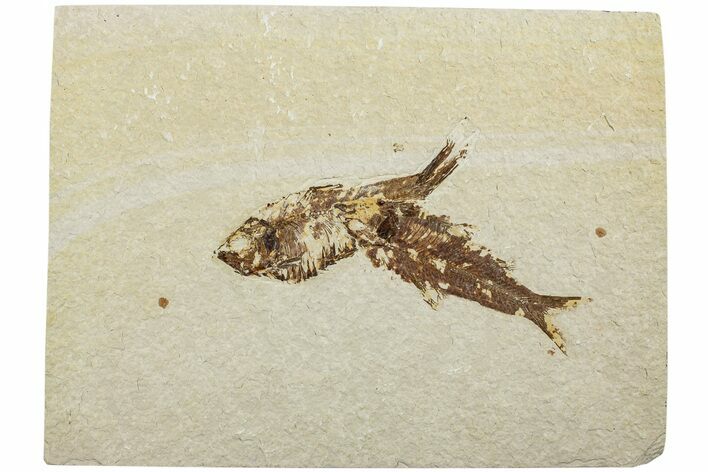 Two Detailed Fossil Fish (Knightia) - Wyoming #234203